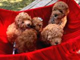 Red -Apricot Toy Poodle Yavrular