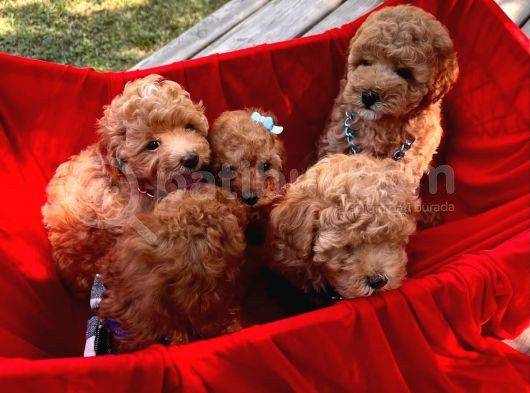 Red -Apricot Toy Poodle Yavrular görsel