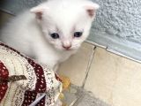 Rezerveye Açıktır British Shorthair Yavrularımız