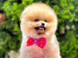 Teddy Bear Pomerinan Boo