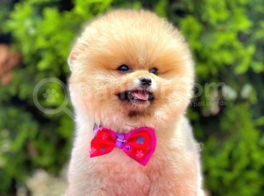 Teddy Bear Pomerinan Boo görsel