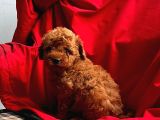 Red Brown Toy Poodle 