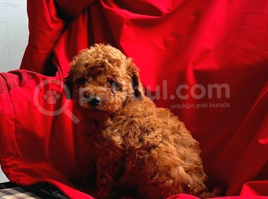 Red Brown Toy Poodle  görsel