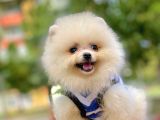 Ayıcık Surat Boo Pomeranian Yavrular