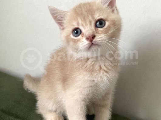 2 Aylik Golden Poi̇nt Cream Golden  Blue Golden görsel