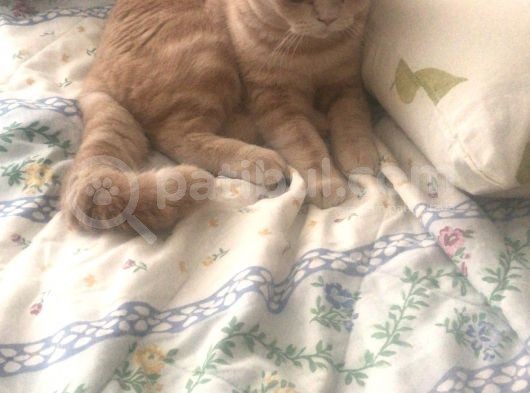 7 Aylık Brısıth Erkek Acil Yuva görsel