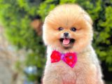 Teddy Bear Pomerinan Boo