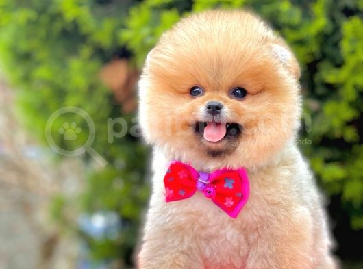 Teddy Bear Pomerinan Boo görsel