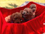 Red -Apricot Toy Poodle Yavrular