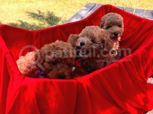 Red -Apricot Toy Poodle Yavrular görsel
