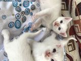 Rezerveye Açıktır British Shorthair Yavrularımız