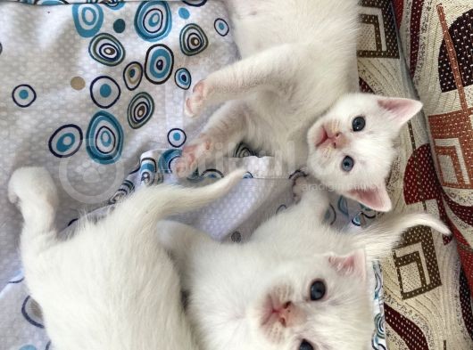 Rezerveye Açıktır British Shorthair Yavrularımız görsel