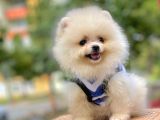 Ayıcık Surat Boo Pomeranian Yavrular