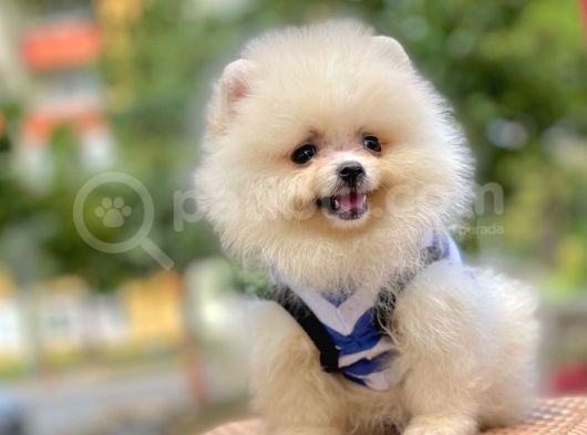Ayıcık Surat Boo Pomeranian Yavrular görsel