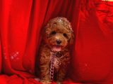Toy Poodle Safkan Belgeli Yavrularımız
