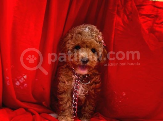 Toy Poodle Safkan Belgeli Yavrularımız görsel