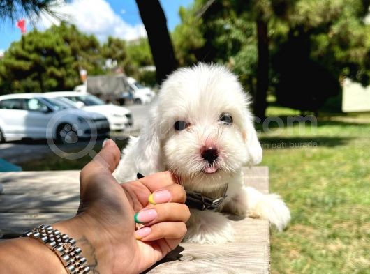 Maltese Yavrular Pasaportlu Wc Eği̇ti̇mli̇ görsel