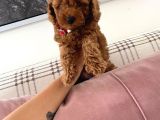 Red Brown Toy Poodle 