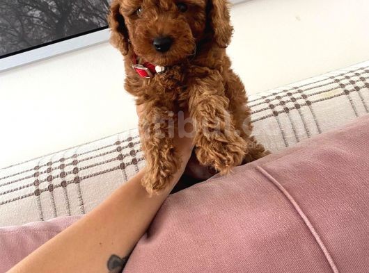 Red Brown Toy Poodle  görsel