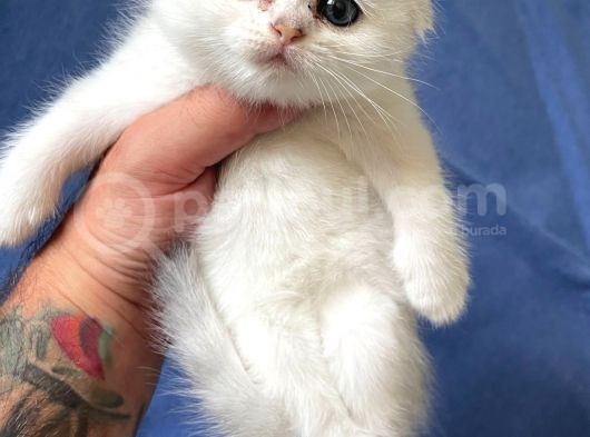 Orjinal Safkan Scottish Fold Yavrularımız görsel