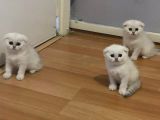 Orjinal Safkan Scottish Fold Yavrularımız