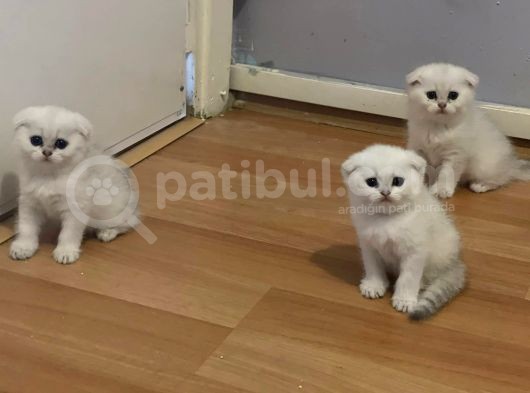 Orjinal Safkan Scottish Fold Yavrularımız görsel