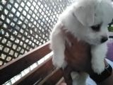 Orijinal Malta Köpeği