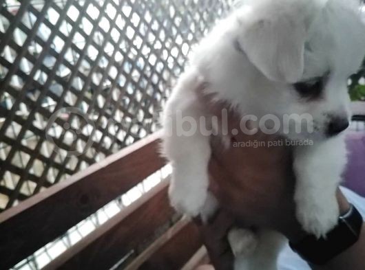 Orijinal Malta Köpeği görsel