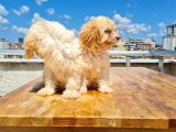 3 Aylık Maltipoo Yavruları