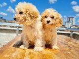 3 Aylık Maltipoo Yavruları