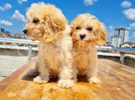 3 Aylık Maltipoo Yavruları