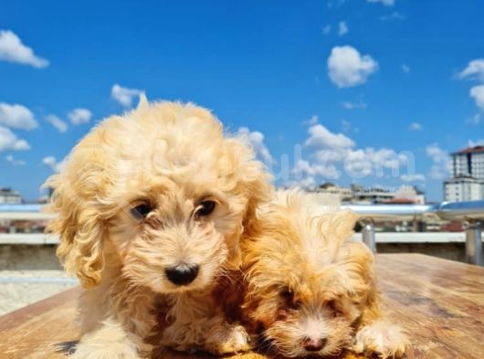 3 Aylık Maltipoo Yavruları görsel