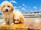 3 Aylık Maltipoo Yavruları