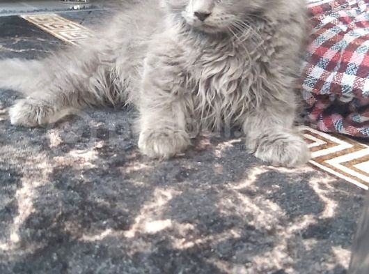 Yavru Schotsh Kedimiz Acil Verilecek görsel