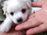 Orijinal Malta Köpeği
