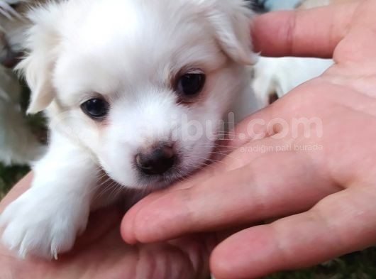 Orijinal Malta Köpeği