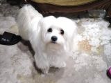 Orijinal Malta Köpeği