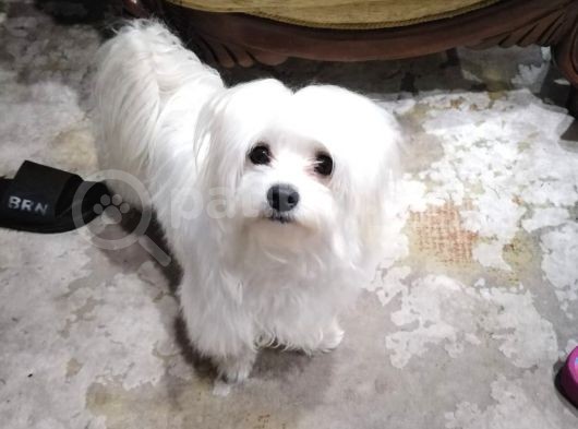 Orijinal Malta Köpeği görsel