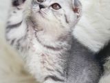 Orjinal Safkan Scottish Fold Yavrularımız