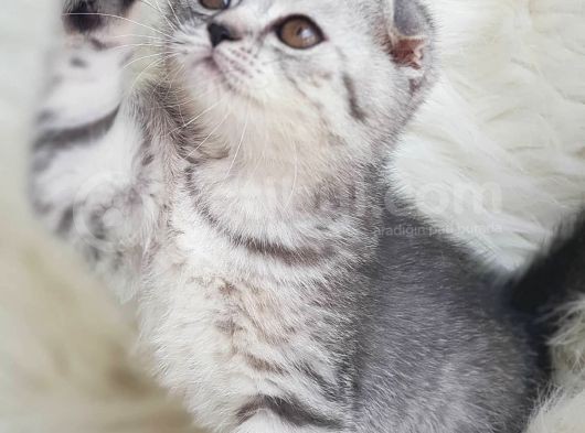 Orjinal Safkan Scottish Fold Yavrularımız
