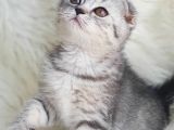 Orjinal Safkan Scottish Fold Yavrularımız