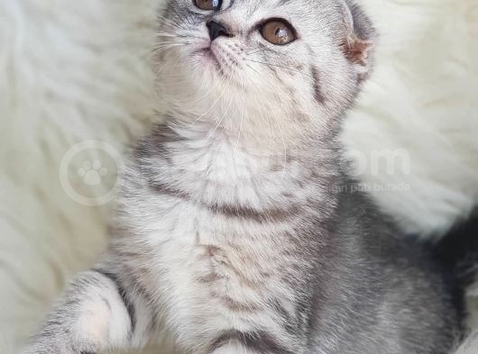 Orjinal Safkan Scottish Fold Yavrularımız görsel