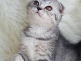Orjinal Safkan Scottish Fold Yavrularımız