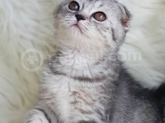 Orjinal Safkan Scottish Fold Yavrularımız görsel
