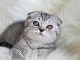 Orjinal Safkan Scottish Fold Yavrularımız