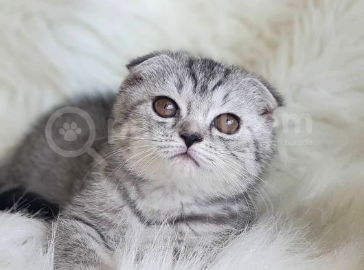 Orjinal Safkan Scottish Fold Yavrularımız görsel