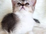 Veteriner Teknikerinden Irk Ve Sağlık Garantili British Shorthair Yavrumuz