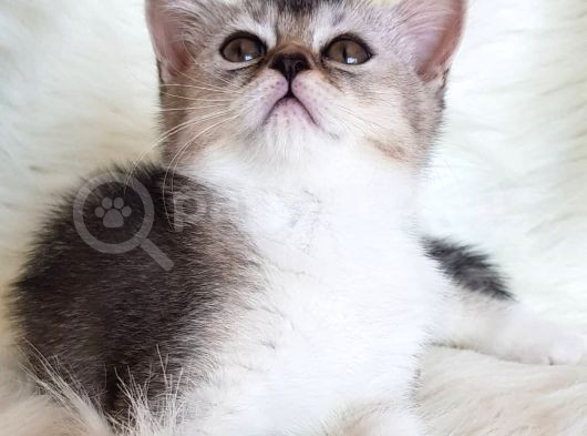 Veteriner Teknikerinden Irk Ve Sağlık Garantili British Shorthair Yavrumuz görsel