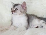 Veteriner Teknikerinden Irk Ve Sağlık Garantili British Shorthair Yavrumuz