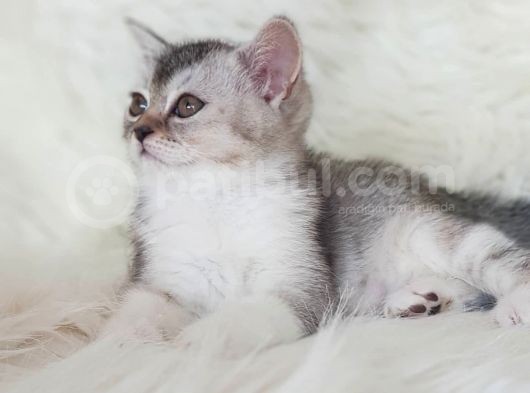 Veteriner Teknikerinden Irk Ve Sağlık Garantili British Shorthair Yavrumuz